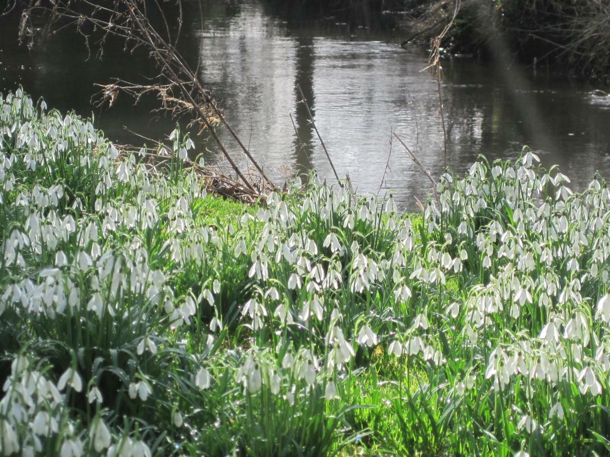 Tilford Mill Cottage Farnham  Esterno foto